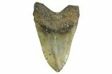 Huge, Fossil Megalodon Tooth - North Carolina #371297-2